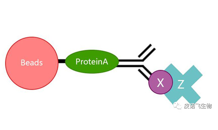 蛋白质免疫共沉淀