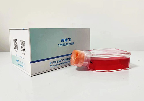 BxPC-3人原位胰腺腺癌细胞