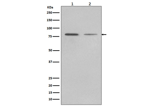 GRP78 BiP Antibody