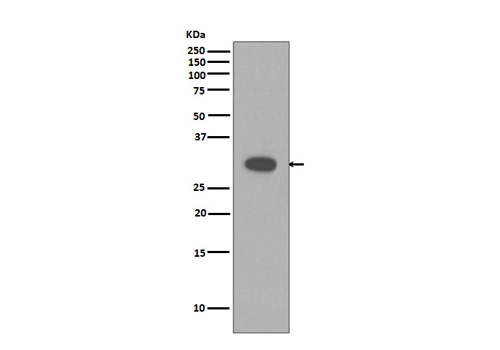 Caspase-3 Antibody