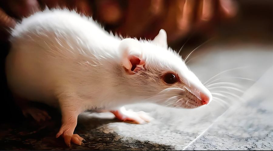 研究动物模型小鼠的必要性和应用