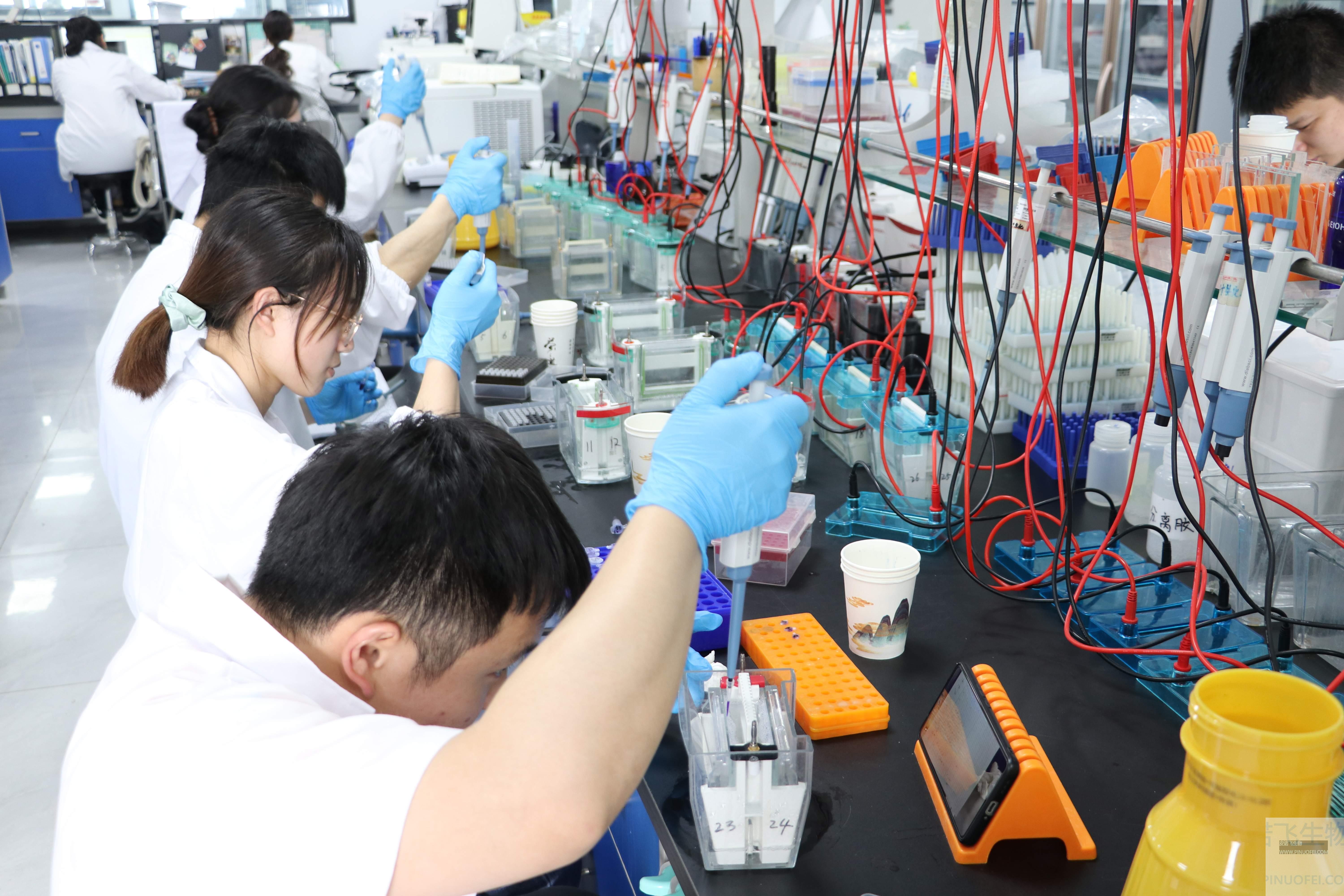 皮诺飞生物实验室蛋白免疫印迹（Western blot，WB）的基础操作和实验步骤