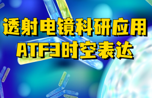 广州医科大学惊现ATF3科研文献，皮诺飞生物透射电镜神助攻