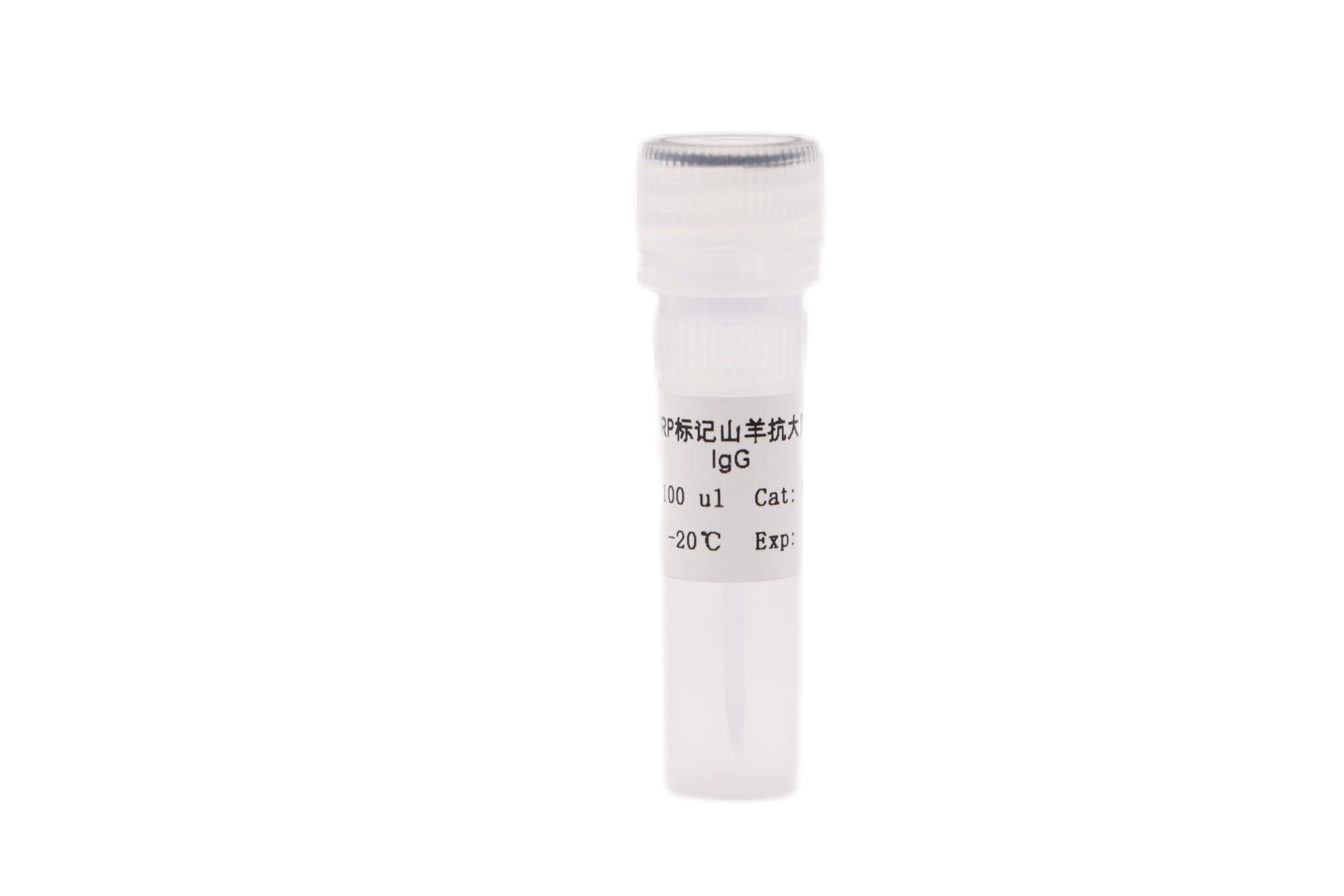 HRP标记山羊抗大鼠IgG