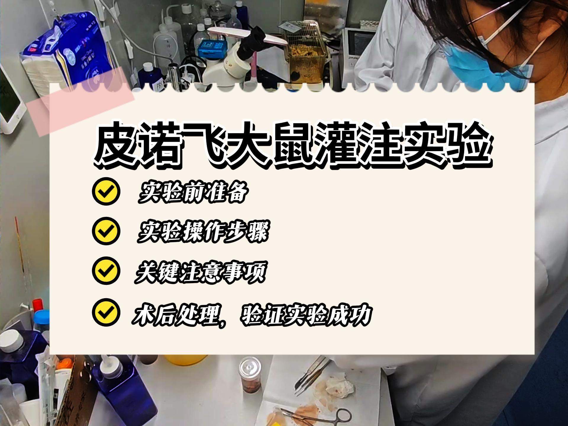 皮诺飞生物动物模型实验-小红书大鼠灌注取材原视频