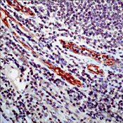 Anti-CD105 Rabbit pAb