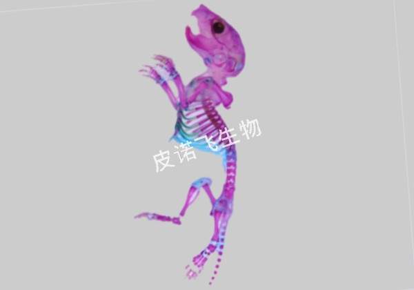 阿利新蓝-茜素红骨架染色 胎鼠