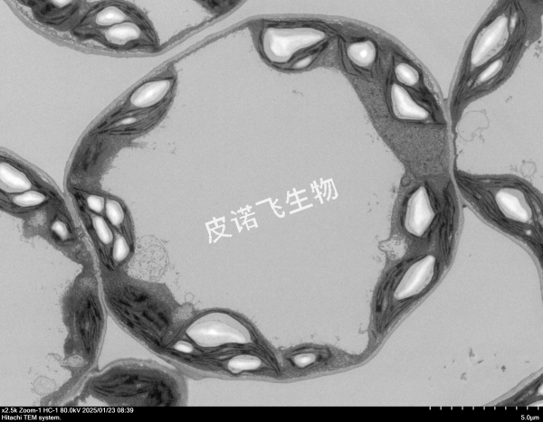 透射电镜服务：解锁生物微观世界，皮诺飞生物助力科研与产业突破