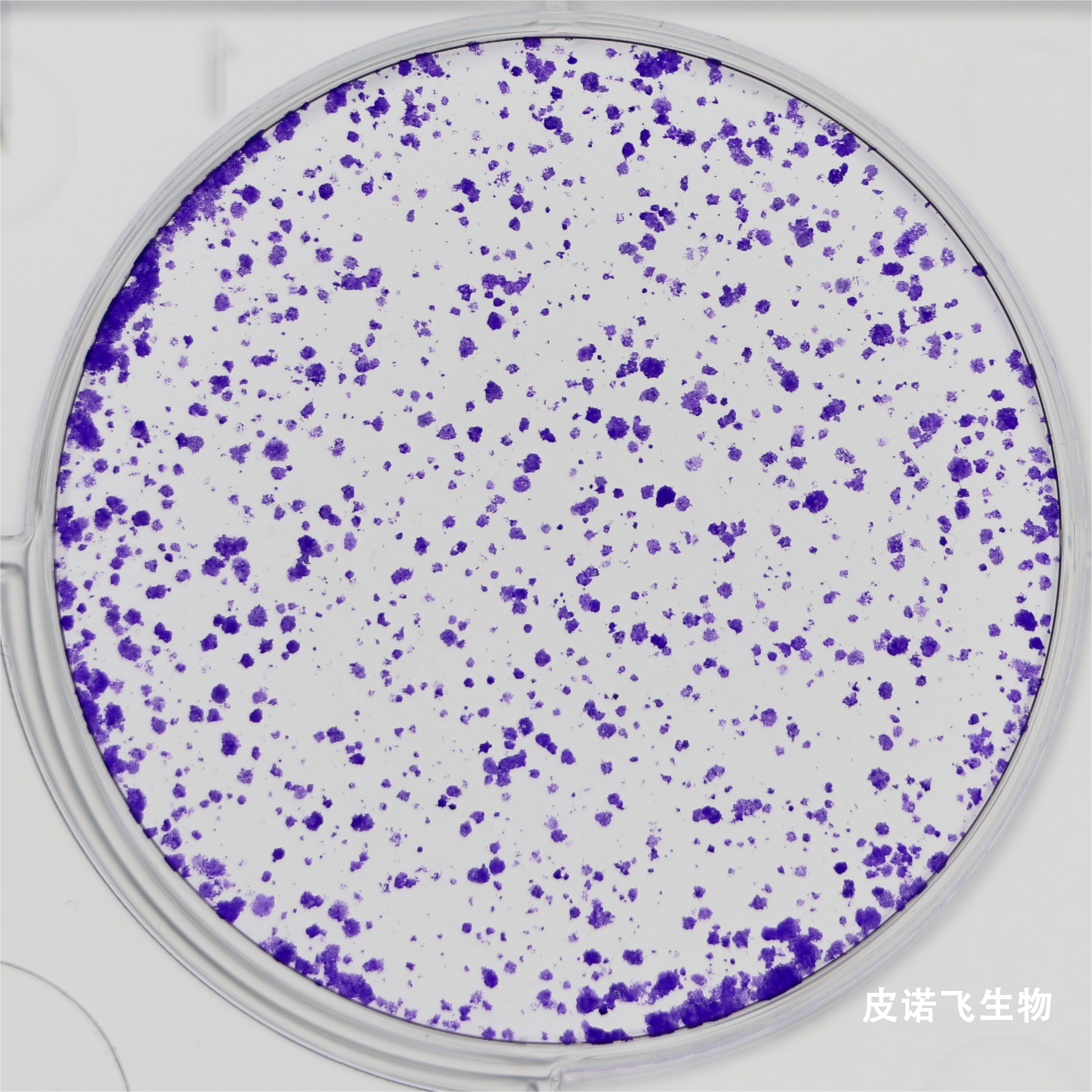 细胞增殖实验服务 - 多方法精准评估细胞生长与分裂活性