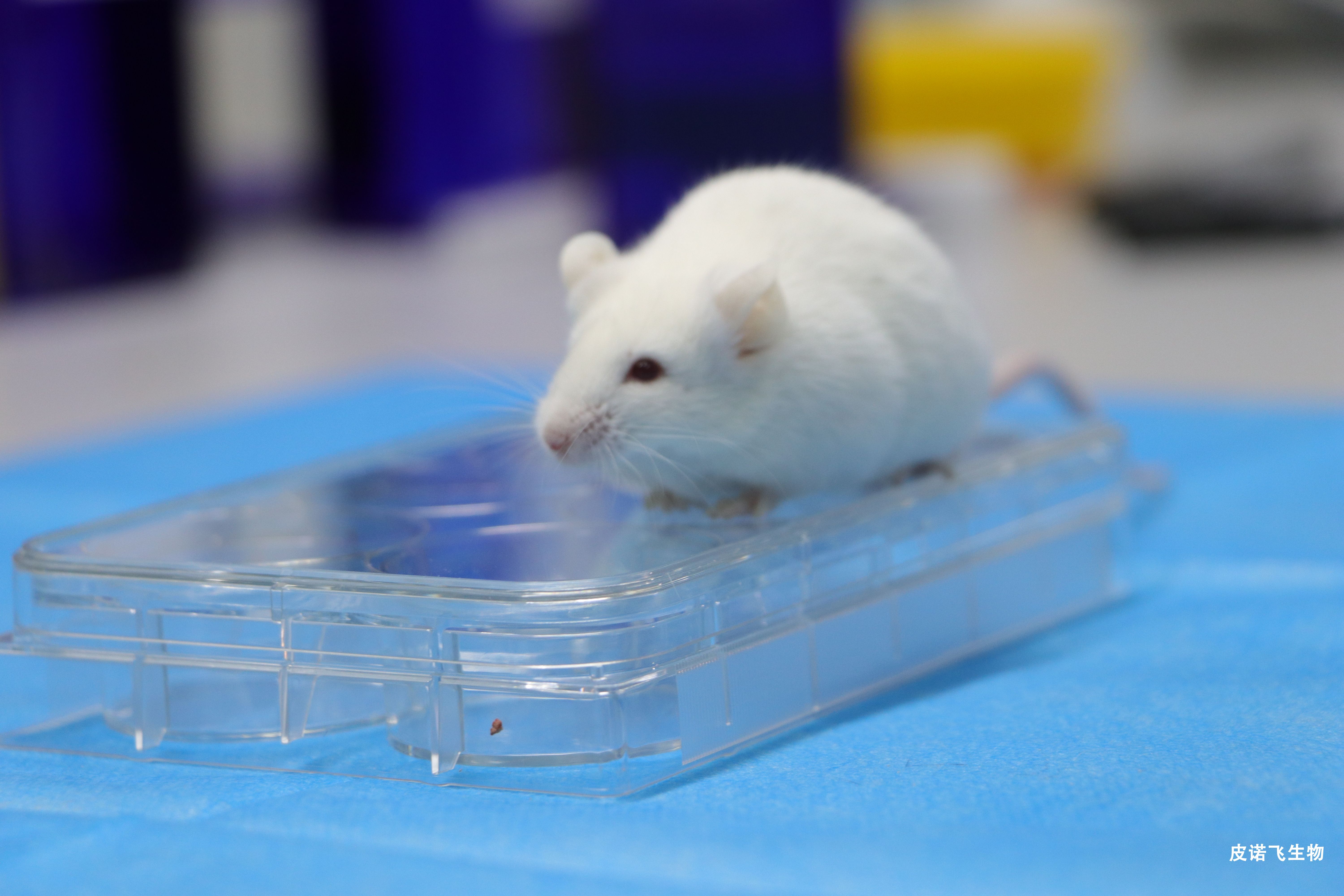 动物模型构建服务 - 肿瘤/代谢/神经/心血管等疾病模型定制平台