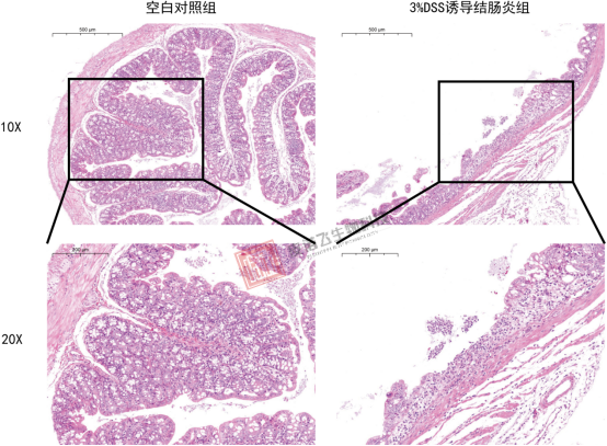 小鼠3%DSS诱导结肠炎模型实验报告