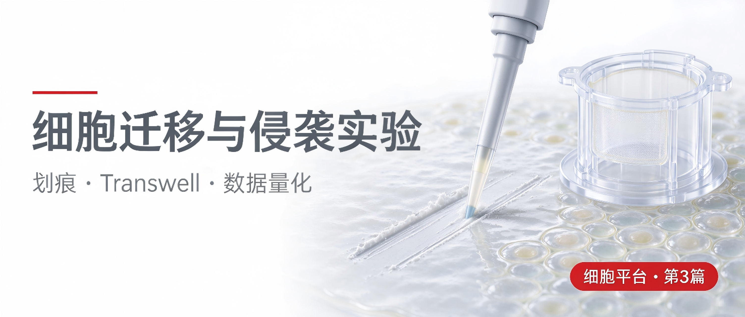 细胞迁移与侵袭实验技术规范 —— 划痕与Transwell，原理、操作与数据量化一次讲透