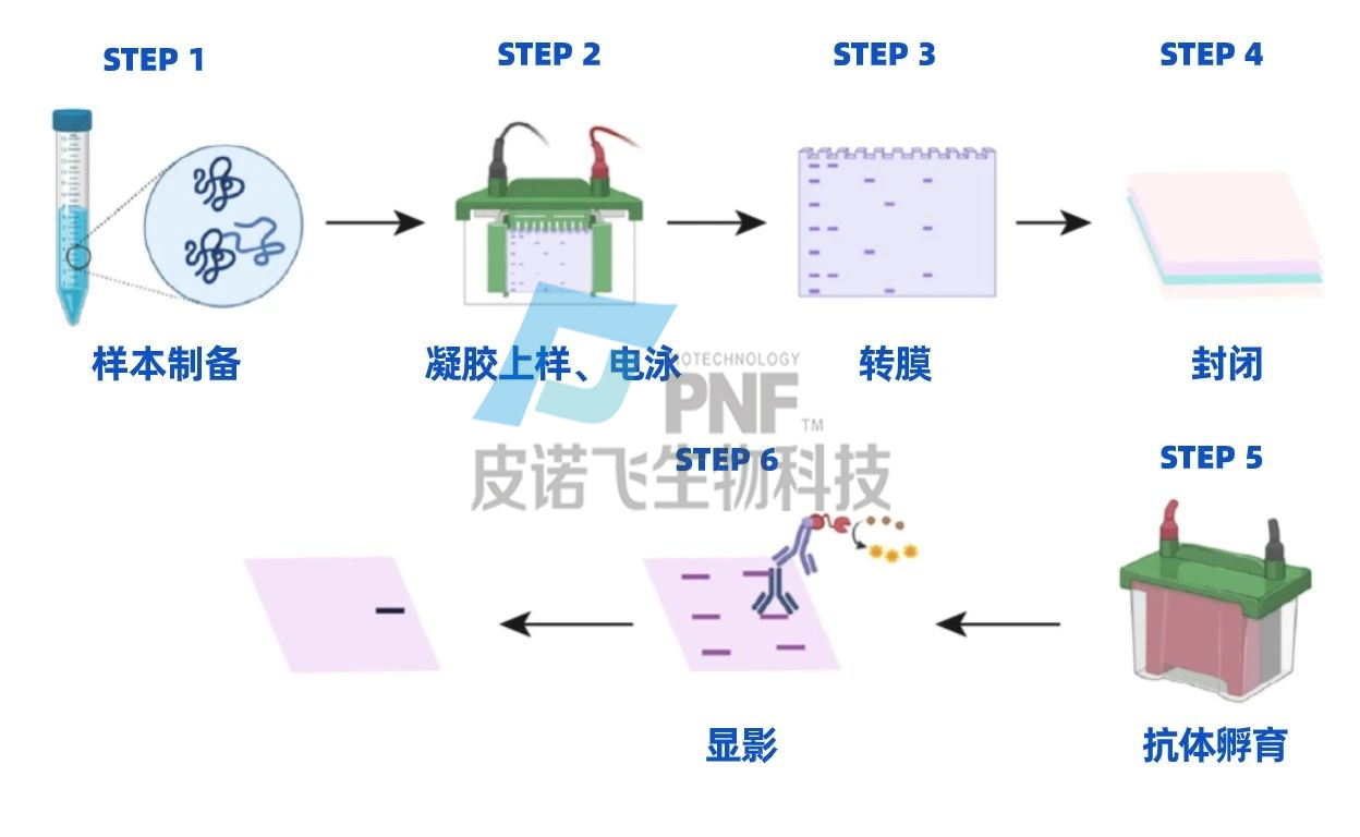 WB常见条带问题解答-WB实验一般流程