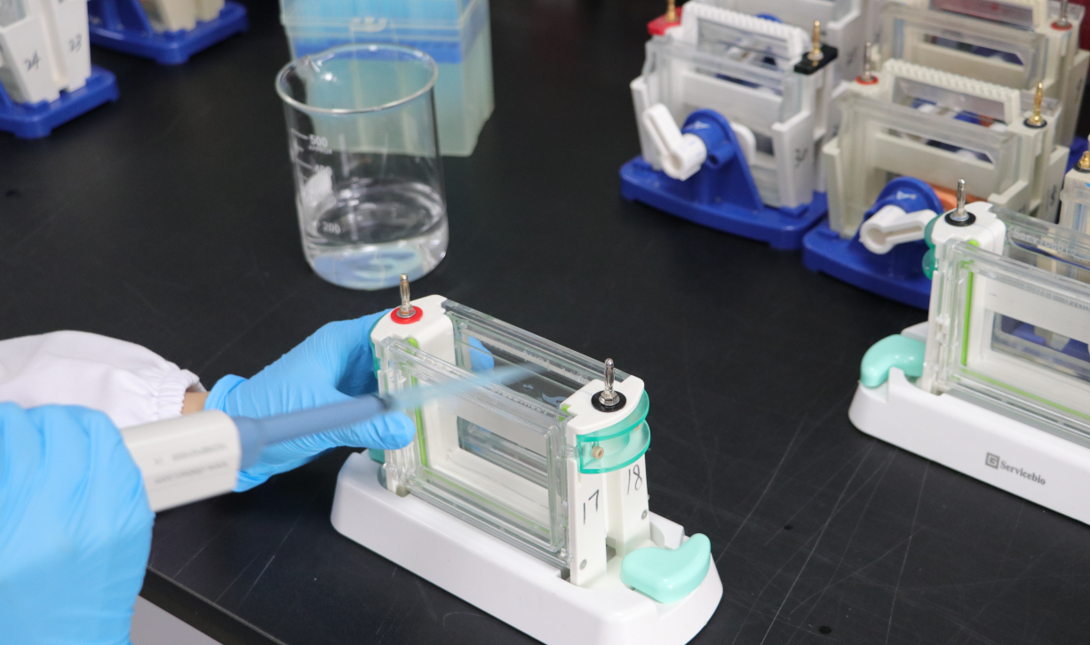 免疫印迹（Western blot）实践方法技巧