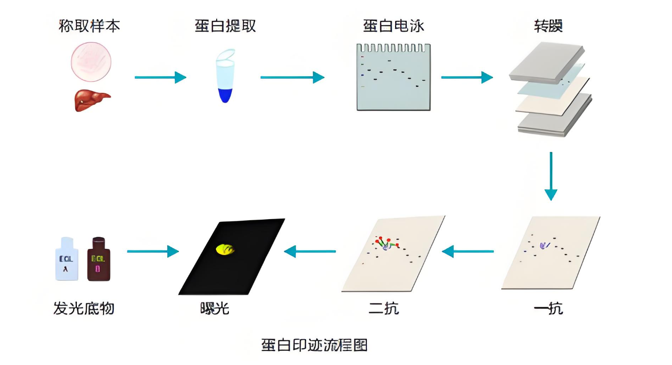 WB转膜：生物实验中的关键技术，助力精准科研