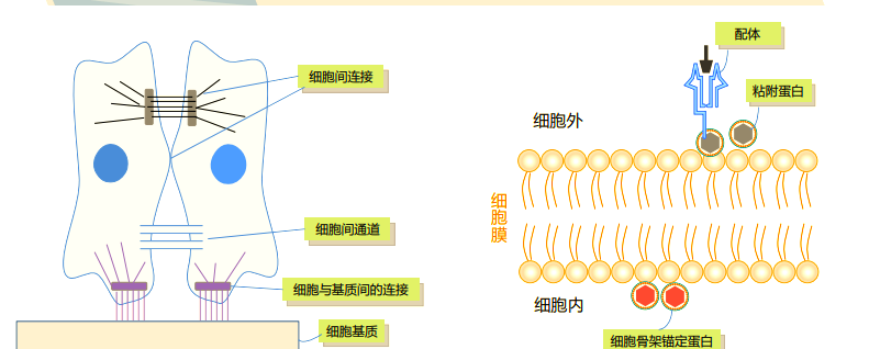 5个关键步骤，轻松掌握粘附实验技巧