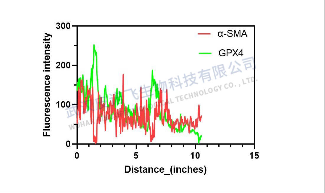 ImageJ图像分析完全指南：从入门到精通，解锁科研图像处理新境界