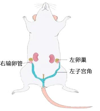 小鼠卵巢切除（OVX）骨质疏松模型
