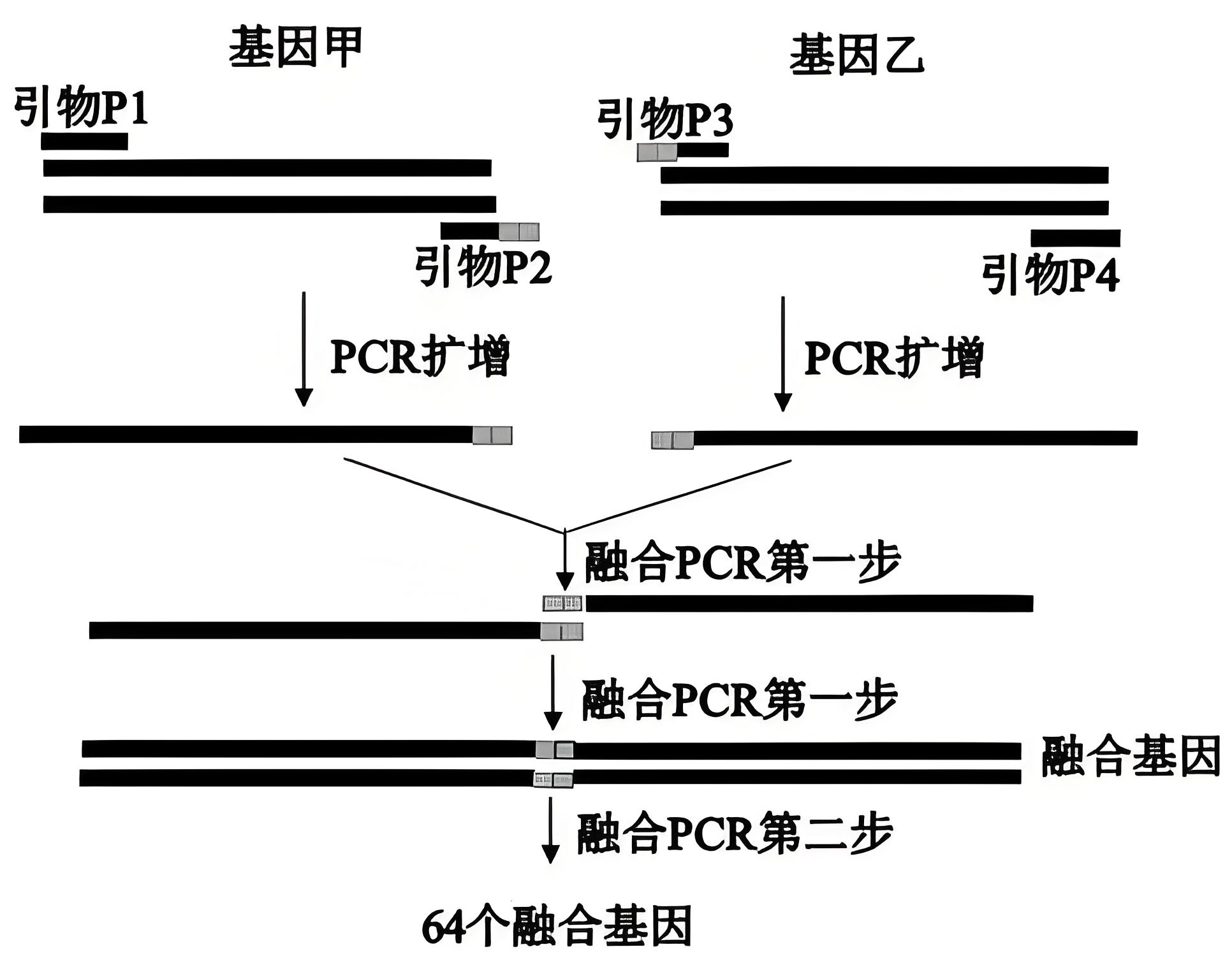 引物设计全攻略：核心原则、常用工具与操作详解