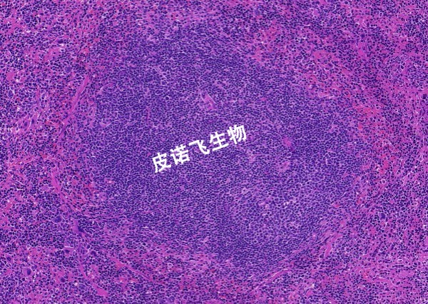 1755225350688042.jpg