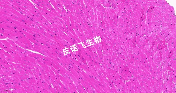 1755225350908474.jpg