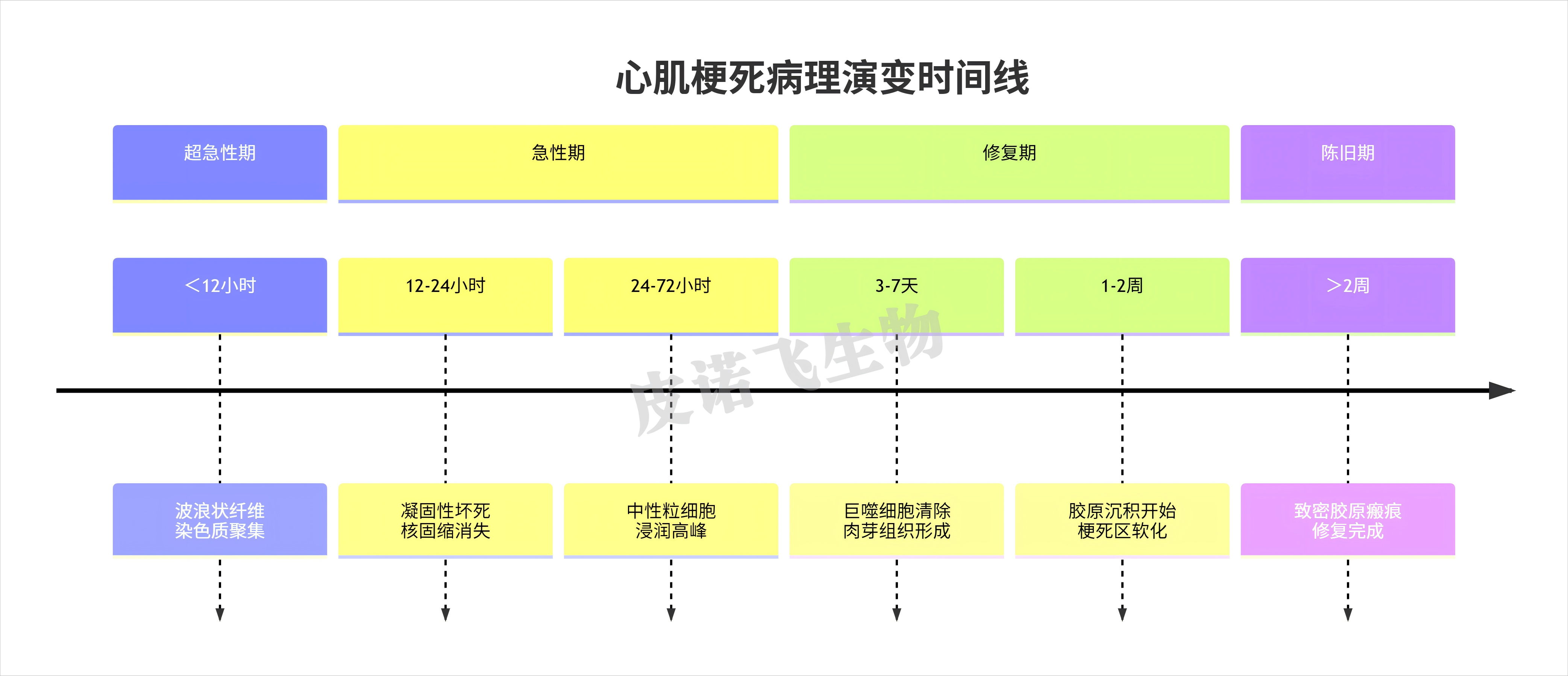 从宏观到微观,从结构到分子:心脏病理诊断的系统性方法