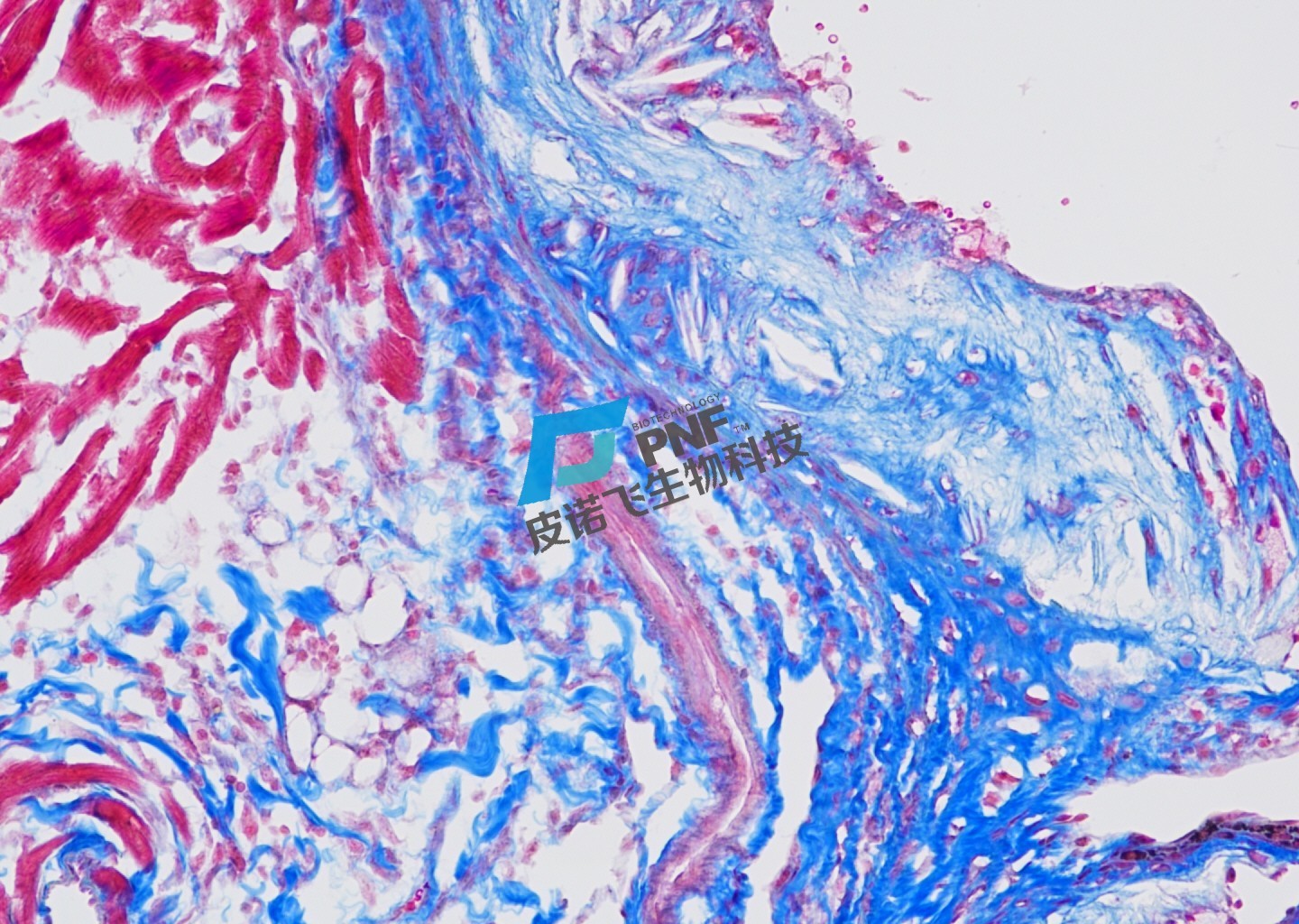 1757487640454380.jpg 1757487640454380.jpg