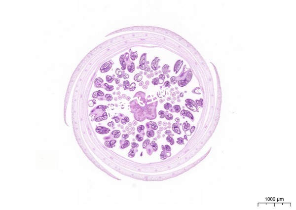 植物HE花药 8_2.1x.jpg